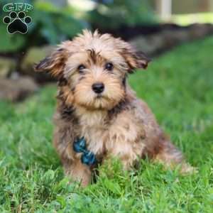 Alex, Morkie / Yorktese Puppy